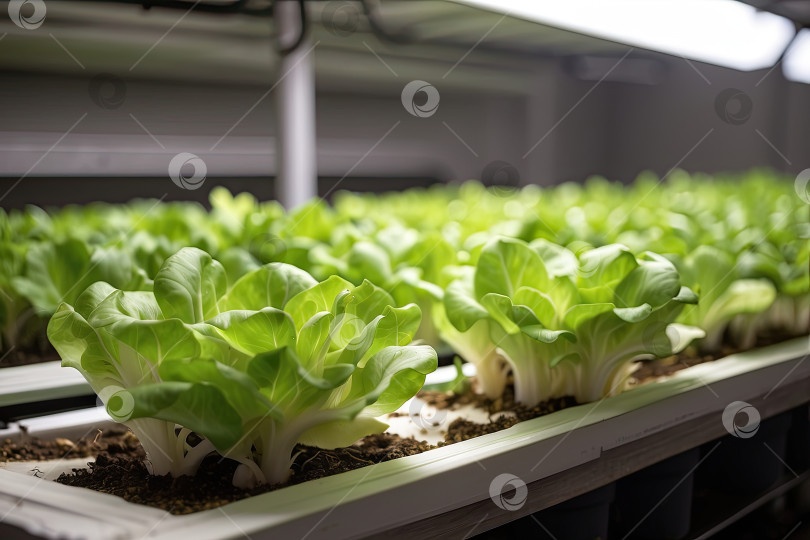 Скачать Сбор урожая свежего салата в саду на стеллажах с искусственным освещением на гидропонике - выращивание полезных овощей и экологически чистой зелени для продажи в магазине. Искусственный интеллект сгенерировал фотосток Ozero
