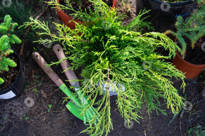Скачать Хвойные растения в горшках с закрытой корневой системой для посадки на вашем садовом участке из питомника. Озеленение садового участка весной фотосток Ozero