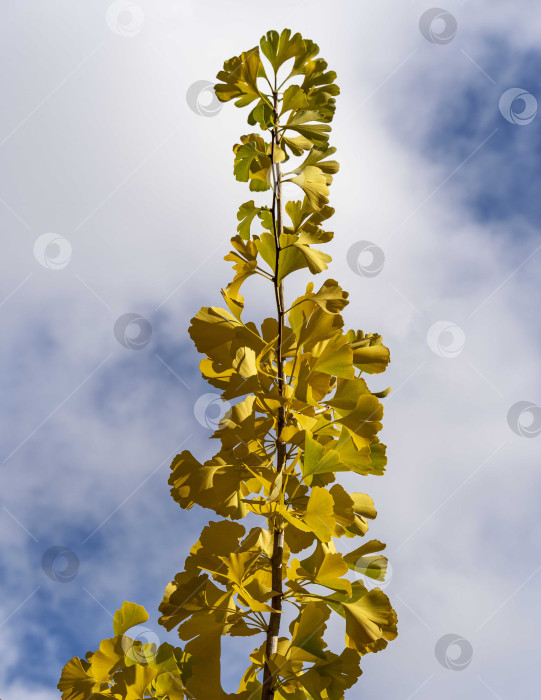Скачать Ветка с желтыми и золотыми листьями на дереве гинкго (Ginkgo biloba), известном как гинкго или жимолость. Желтые листья на фоне голубого осеннего неба. Золотая листва как фон и концепция природы для дизайна фотосток Ozero