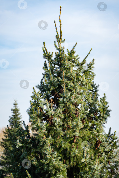 Скачать Красивая ель Picea omorika с мелкими зелеными иголками на фоне голубого осеннего неба. На верхних ветвях дерева много коричневых шишек. Концепция природы для дизайна. Крупный план. Выборочный фокус. фотосток Ozero