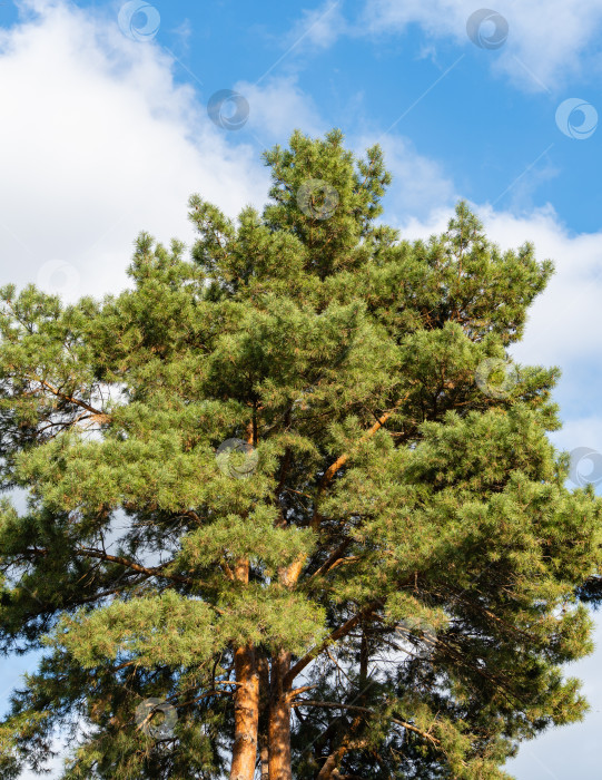 Скачать Сосна обыкновенная Pinus sylvestris на фоне голубого неба в ноябре. Солнечный день в осеннем саду. Вечнозеленый ландшафтный сад. Концепция природы для дизайна. фотосток Ozero