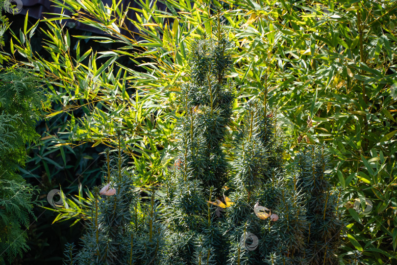 Скачать Тис Taxus baccata Fastigiata Aurea (английский тис, европейский тис) на фоне листьев бамбука. Весенний ландшафтный сад как естественный фон. Выборочный фокус. Концепция природы для дизайна фотосток Ozero