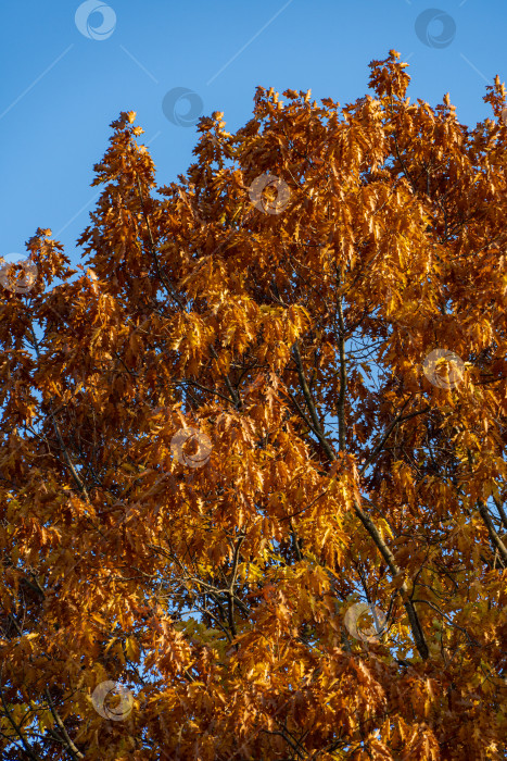 Скачать Красные и золотые резные листья красного дуба Quercus rubra на фоне голубого осеннего неба. Крупный план. Листья дуба светятся на солнце. Тема волшебной природы для дизайна. фотосток Ozero