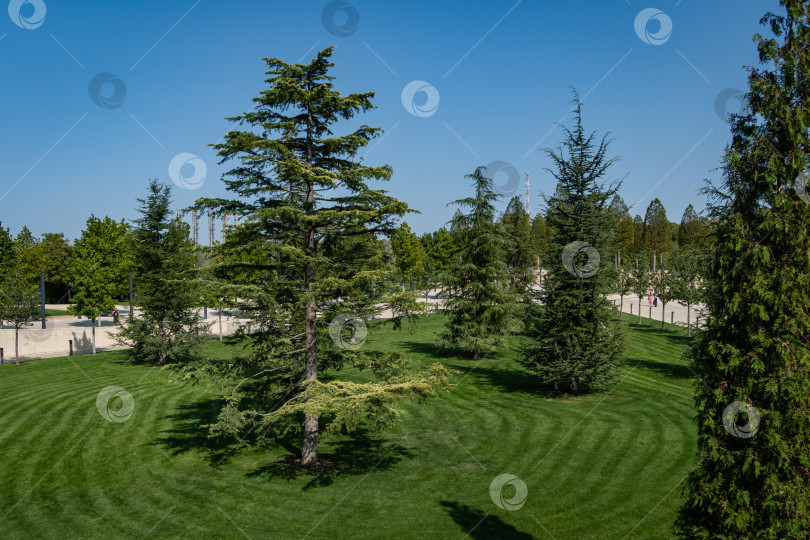 Скачать Высокий красивый ливанский кедр (Cedrus libani) на зеленой лужайке. Городской парк "Краснодар" или парк Галицкого. Место отдыха горожан в любое время года.Солнечный день. фотосток Ozero