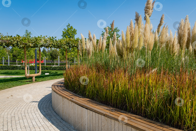 Скачать Городской парк Краснодара или парк Галицкого. Cortaderia selloana pampas и Imperata cylindrica Red Baron. Композиция из трав на фоне голубого неба. Общественный ландшафт "Галицкий парк" для отдыха и прогулок. фотосток Ozero