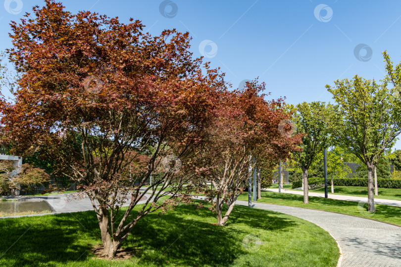 Скачать Японский клен Acer palmatum Atropurpureum на берегу искусственного пруда. Красивые разноцветные листья на ветвях дерева. Стилизованный японский дворик. Городской парк "Краснодар" или парк Галицкого. фотосток Ozero