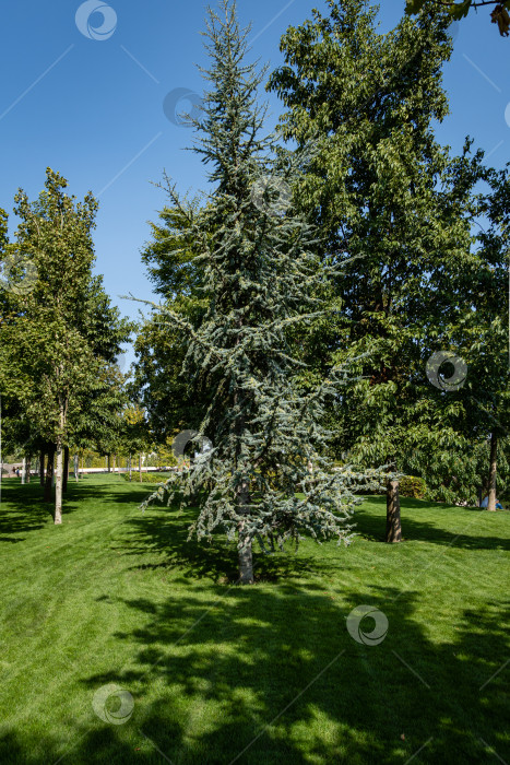 Скачать Дерево Cedrus Atlantica Glauca, также известное как Голубой атласский кедр или Cedrus libani atlantica. Крупный план. Большое вечнозеленое кедровое дерево с игольчатыми листьями. Городской парк "Краснодар" или парк Галицкого. фотосток Ozero