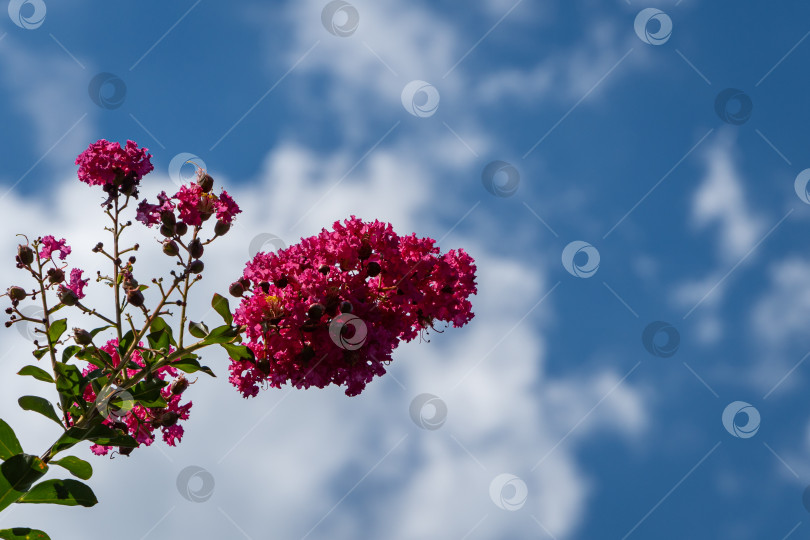 Скачать Посадите миртовое дерево (Lagerstroemia indica). Креп-мирт, креп-цветочек. Гирлянда с красивыми розовыми цветами на средиземноморском кипарисе на фоне голубого летнего неба. Крупный план. Концепция природы для дизайна. фотосток Ozero