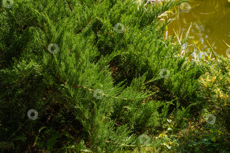 Скачать Можжевельник казацкий Juniperus sabina Tamariscifolia на размытом фоне водной глади пруда. Избирательный фокус. Вечнозеленый ландшафтный сад. Зеленые листья можжевельника идеально вписываются в дизайн сада. фотосток Ozero