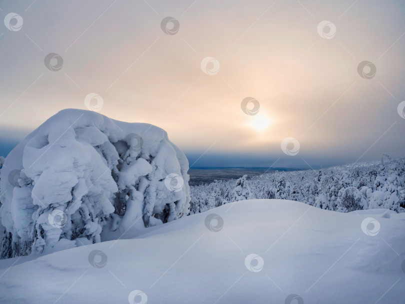 Скачать Волшебные причудливые силуэты деревьев облеплены снегом. фотосток Ozero