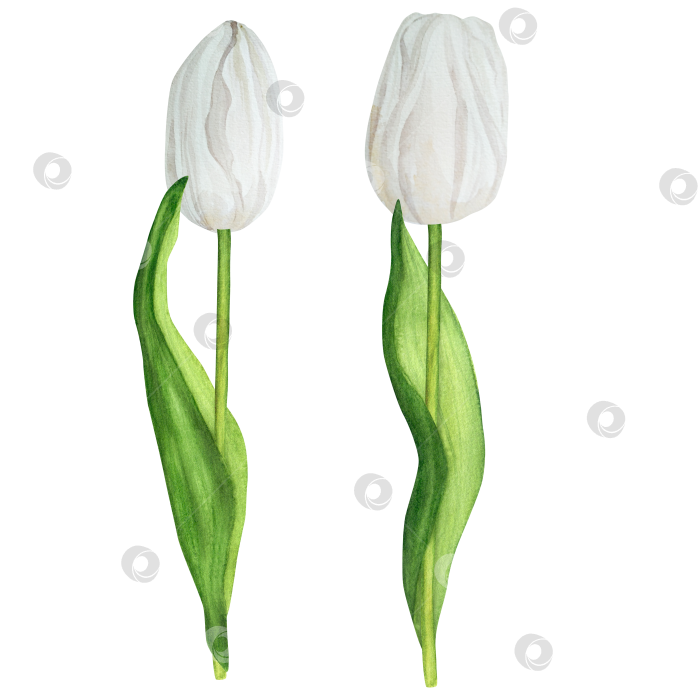 Скачать Рисованная акварельная иллюстрация. Белые весенние тюльпаны для букетов или любых других цветочных композиций фотосток Ozero