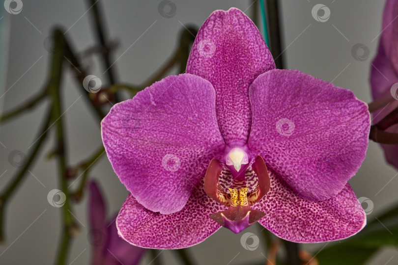 Скачать Бутон орхидеи распустился и превратился в прекрасный цветок. фотосток Ozero
