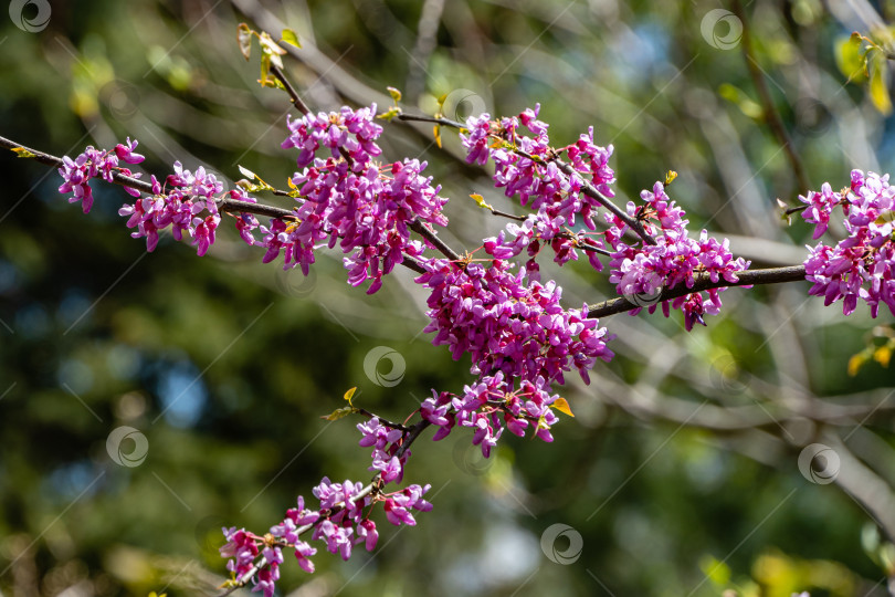 Скачать Фиолетовые цветы на ветвях красноплодки восточной или красноплодки Cercis canadensis на размытом фоне молодой листвы весеннего сада. Выборочный фокус. Ландшафтный сад. Концепция природы для дизайна фотосток Ozero