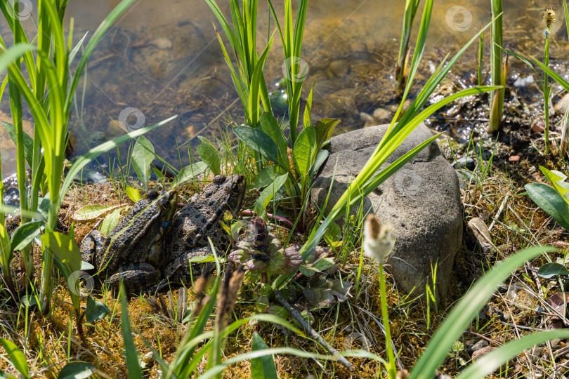 Скачать Две большие живописные лягушки Rana ridibunda на берегу садового пруда. Крупный план. Одна лягушка сидит на другой. Естественная среда обитания. Ранняя весна в ландшафтном саду. фотосток Ozero