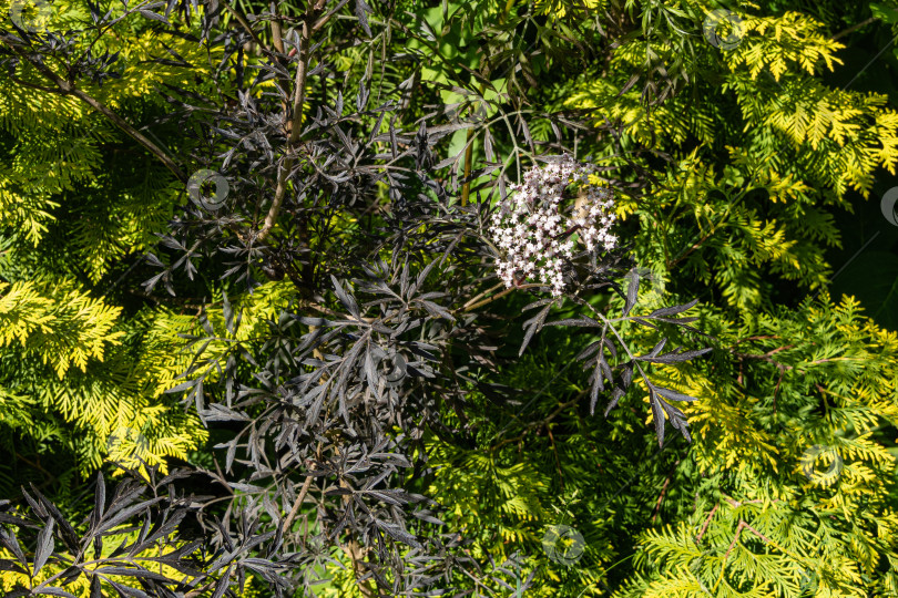 Скачать Цветущая черная бузина (Sambucus nigra) с резными фиолетовыми листьями. Белые соцветия и фиолетовая листва на размытом желто-зеленом фоне туи западной золотой. Селективный фокус. фотосток Ozero