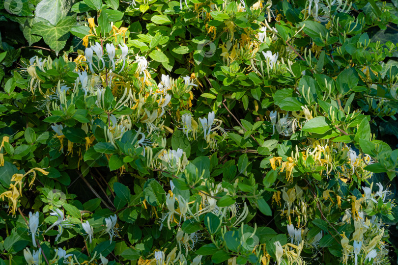 Скачать Lonicera japonica, известная как японская жимолость и золотисто-серебристая жимолость. Крупный план. Белые и желтые цветы на ветвях вечнозеленой цветущей ароматной лианы. Концепция природы для дизайна. фотосток Ozero