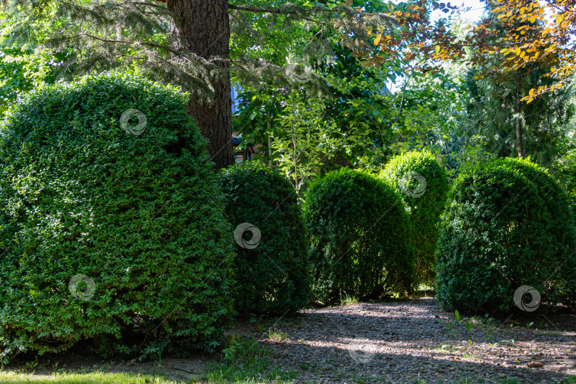 Скачать Самшит Buxus sempervirens или европейский самшит с яркой блестящей молодой зеленой листвой. Размытый зеленый фон. Закрыть. Выборочный фокус. Вечнозеленый ландшафтный сад. Место для вашего текста. фотосток Ozero