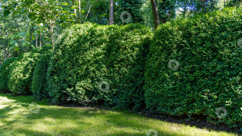 Скачать Самшит Buxus sempervirens или европейский самшит с яркой блестящей молодой зеленой листвой. Размытый зеленый фон. Закрыть. Выборочный фокус. Вечнозеленый ландшафтный сад. Место для вашего текста. фотосток Ozero