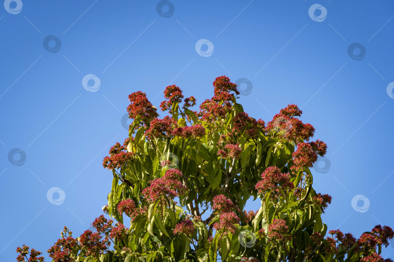 Скачать Цветущие деревья Heptacodium miconioides или семь цветочных деревьев на фоне голубого неба. Зона отдыха у фонтана бугенвиллия. Общественный ландшафтный городской парк Краснодара. Парк для отдыха и прогулок. фотосток Ozero