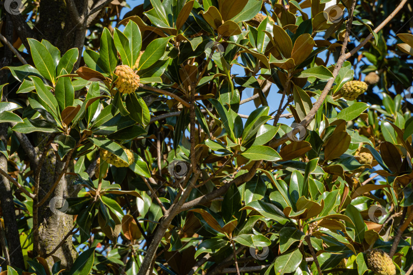 Скачать Вечнозеленая южная магнолия (Magnolia grandiflora) с зелеными листьями. Крупный план плодов или шишек вечнозеленой магнолии. Общественный ландшафт "Парк Галицкого" для отдыха и прогулок. Солнечная осень 2020 фотосток Ozero