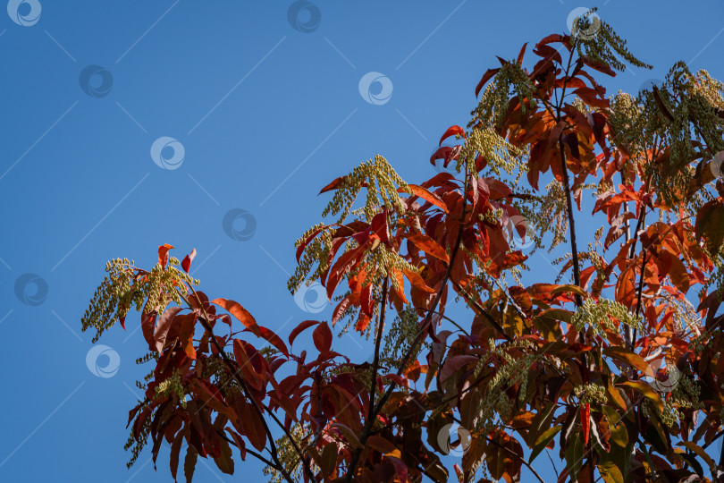 Скачать Кислое дерево (Oxydendrum arboreum) с красными листьями и желтыми семенами на фоне голубого неба. Крупный план. Красивое редкое растение семейства вересковых. Городской парк Краснодара или парк Галицкого. Солнечный осенний день 2020 года. фотосток Ozero