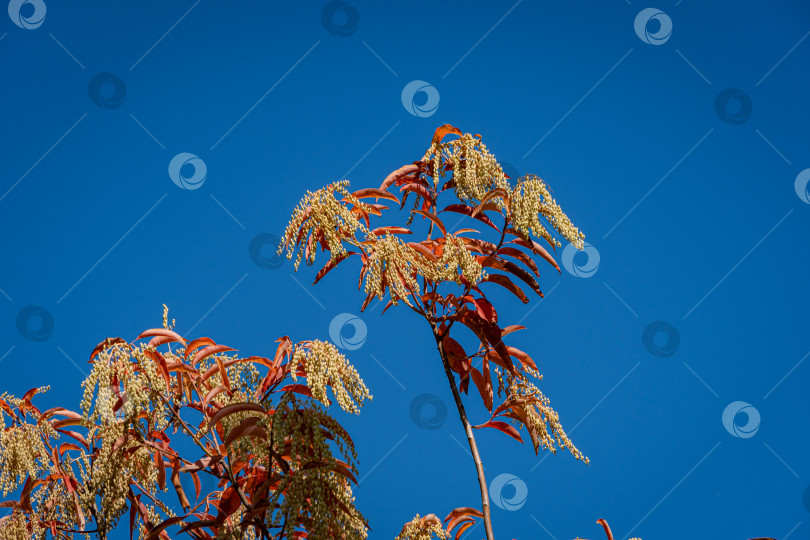 Скачать Кислое дерево (Oxydendrum arboreum) с красными листьями и желтыми семенами на фоне голубого неба. Крупный план. Красивое редкое растение семейства вересковых. Городской парк Краснодара или парк Галицкого. Солнечный осенний день 2020 года. фотосток Ozero