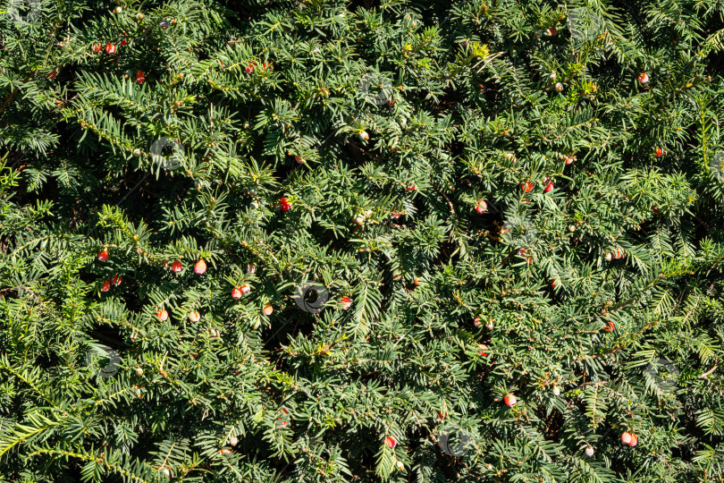 Скачать Красная ягода тиса Taxus baccata (английский тис, европейский тис). Крупный план. Вечнозеленая живая изгородь вокруг зоны отдыха в общественном ландшафтном городском парке Краснодара. Парк Галицкого в солнечном сентябре 2020 года фотосток Ozero