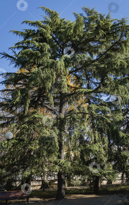 Скачать Высокие гималайские кедры, Cedrus Deodara (Кедр Деодар, гималайский кедр) в ландшафтном парке в центре города-курорта Сочи. Крупный план. Концепция природы для дизайна. фотосток Ozero