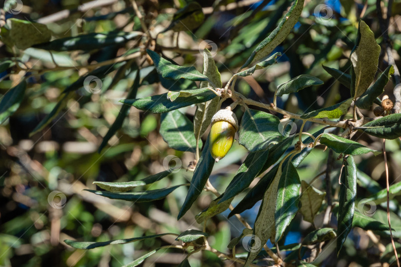 Скачать Quercus ilex, вечнозеленый дуб, остролистный дуб или дуб холмистый в ландшафтном парке города-курорта Сочи. Крупный план желудя на ветке среди листвы. Желудь Quercus ilex на размытом фоне листвы. фотосток Ozero