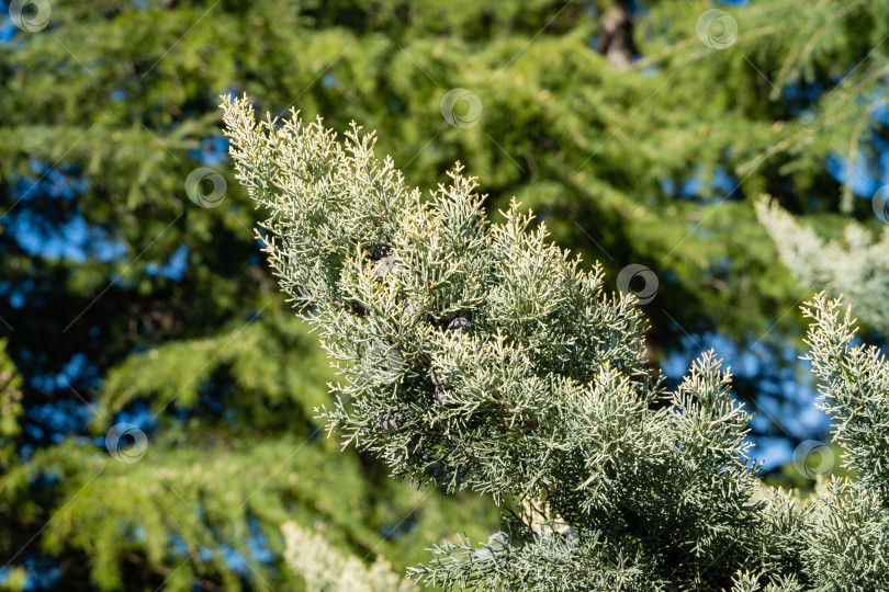 Скачать Кипарис аризонский (Cupressus arizonica) "Голубой лед" с коричневыми шишками в кооперативном парке недалеко от Сочинского морского торгового порта. Крупный план. Общественный ландшафтный парк с декоративными тропическими деревьями. Место отдыха. фотосток Ozero