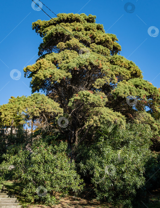 Скачать Высокое вечнозеленое хвойное дерево Thuja occidentalis (также известное как китайская туя, восточная туя) на фоне голубого неба. На переднем плане высокие кусты алеандры с розовыми цветами. Курортный город Сочи. фотосток Ozero