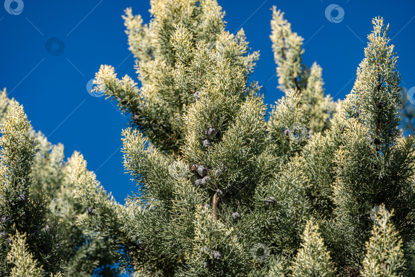 Скачать Кипарис аризонский (Cupressus arizonica) "Голубой лед" с коричневыми шишками в кооперативном парке недалеко от Сочинского морского торгового порта. Крупный план. Общественный ландшафтный парк с декоративными тропическими деревьями. Место отдыха. фотосток Ozero