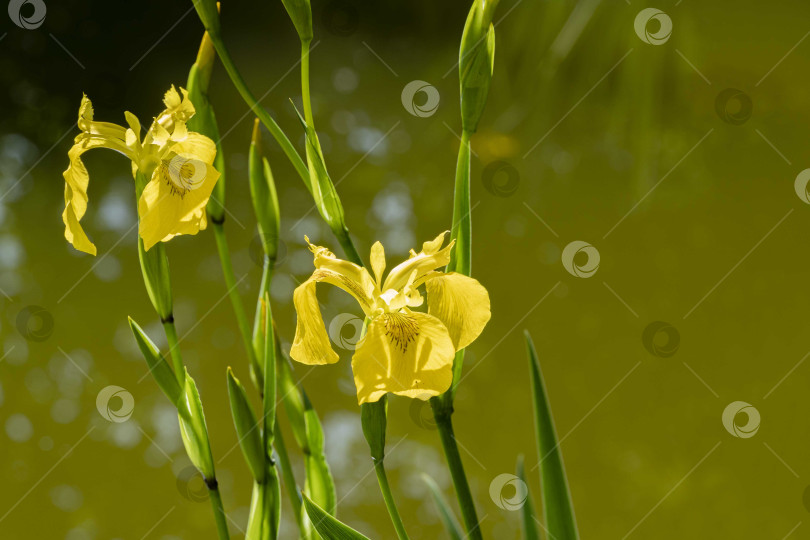 Скачать Iris pseudacorus (желтый флаг, желтый ирис) на берегу ландшафтного пруда. Цветок желтого ириса pseudacorus на размытом темно-зеленом фоне. Выборочный фокус. Крупный план. Есть место для текста. фотосток Ozero