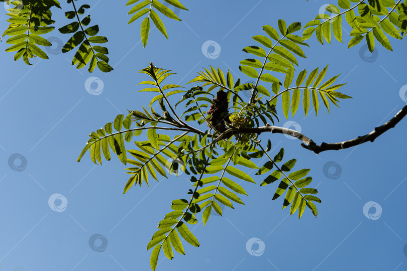 Скачать Дерево Rhus typhina (сумах рогатый, Anacardiaceae). Крупный план. Молодые резные зеленые листья на фоне голубого неба. Ландшафтный сад. Солнечный весенний день. Концепция природы для дизайна. Место для вашего текста. фотосток Ozero