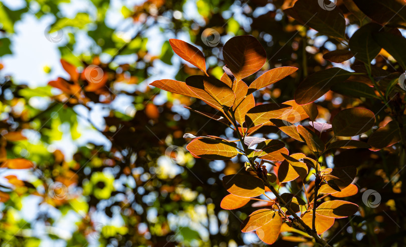 Скачать Молодые фиолетовые листья Cotinus coggygria Royal Purple (Rhus cotinus, европейский смокитри) на размытом фоне. Выборочный фокус. Ландшафтный сад.. Концепция природы для дизайна. Есть место для текста фотосток Ozero