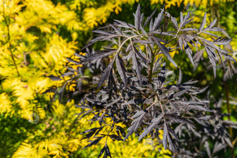 Скачать Молодые фиолетовые листья черной бузины (Sambucus nigra) porphyrophylla 'Eva" на размытом фоне желтой листвы туи западной. Выборочный фокус. Природная концепция дизайна фотосток Ozero