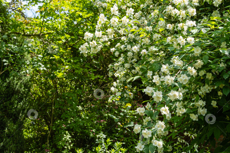 Скачать Цветущие дольки жасмина lewisii Philadelphus. Ветка жасмина с белыми цветами на размытом фоне зеленых листьев. Выборочный фокус. Крупный план. Весенний сад. Цветочный пейзаж для любых обоев. фотосток Ozero