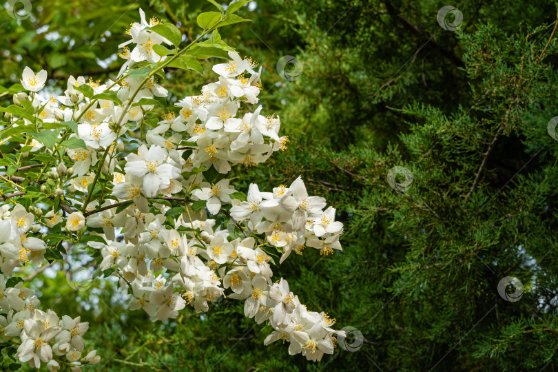 Скачать Большой цветущий куст жасмина lewisii Philadelphus. Белые соцветия жасмина lewisii Philadelphus на размытом фоне вечнозеленых растений. Ландшафтный сад. Выборочный фокус. Крупный план. фотосток Ozero