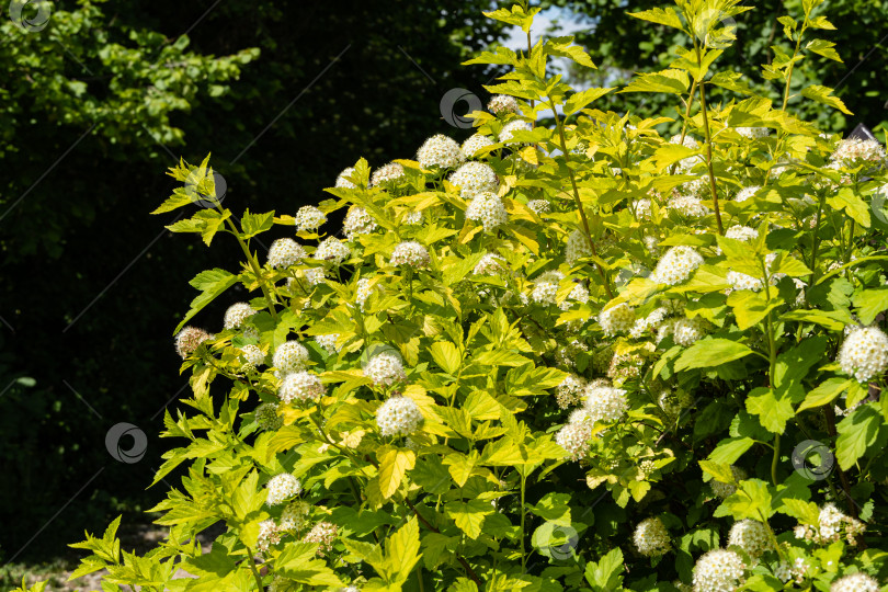 Скачать Соцветия белых цветов на ветвях Cornus alba Elegantissima или Swidina. Размытый желто-зеленый фон. выборочный фокус. Цветущий кустарник в весеннем саду. Концепция природы для дизайна. фотосток Ozero