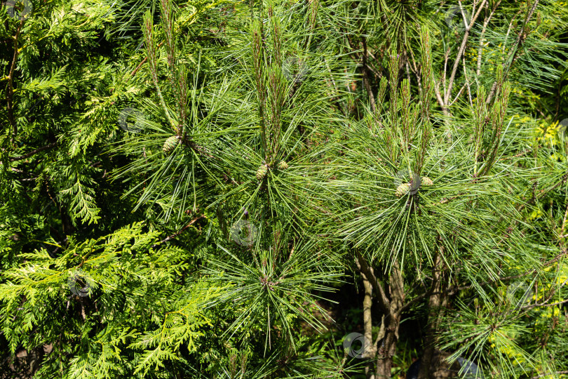 Скачать Pinus densiflora Umbraculifera на размытом фоне вечнозеленых растений. Выборочный фокус. Наклеивание зеленых женских сосновых шишек на побеги Pinus densiflora Umbraculifera. Вечнозеленый весенний ландшафтный сад. фотосток Ozero