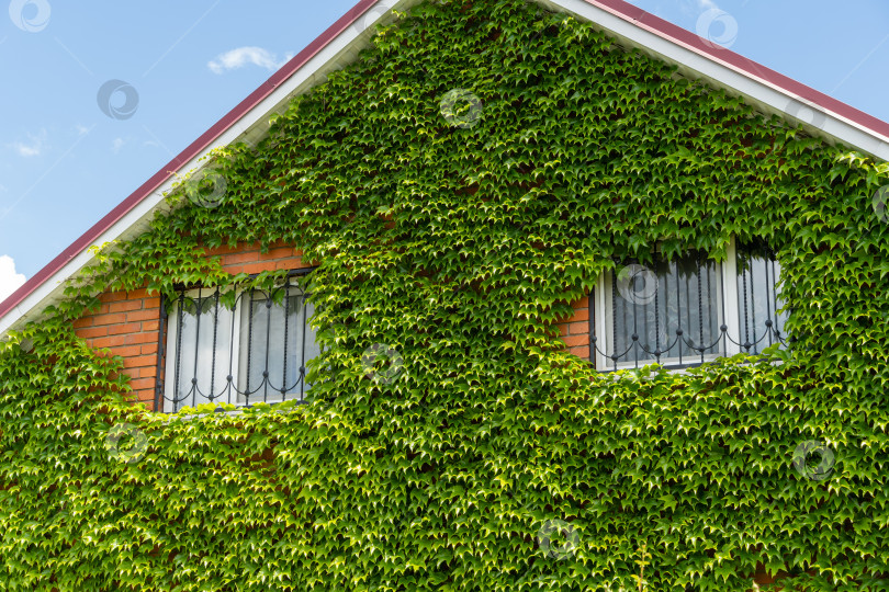 Скачать Листья Parthenocissus tricuspidata 'Veitchii' или бостонского плюща, виноградного плюща, японского плюща или японской лианы.Стена дома закрыта разноцветными листьями плюща. Естественное украшение стен домов. фотосток Ozero