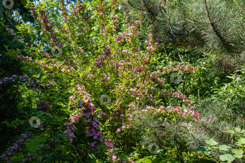Скачать Распускающиеся розовые цветы на ветвях вейгелы Флоридской. Роскошный куст цветущей вейгелы гибридной розовой в ландшафтном саду. Размытый фон, выборочный фокус. Концепция природы для дизайна. фотосток Ozero