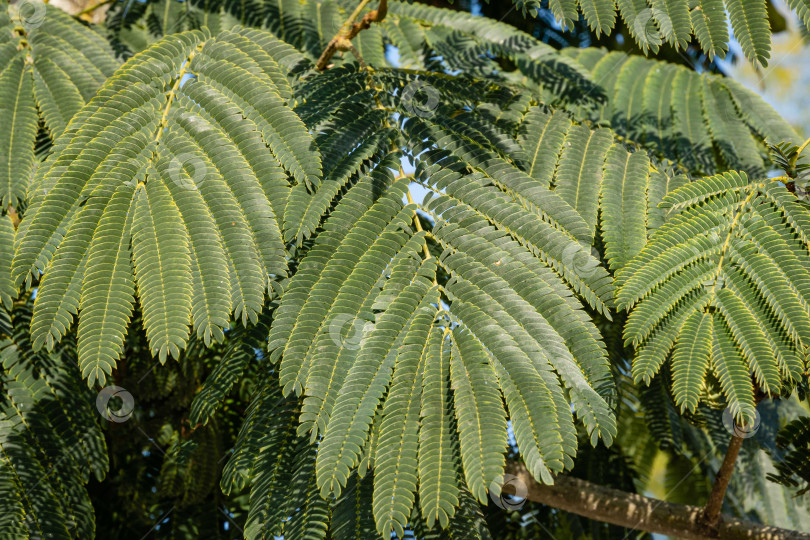 Скачать Нежные резные листья персидского шелкового дерева (Albizia julibrissin). Крупный план. Японская акация или розовое шелковое дерево в городском парке Краснодара или общественном ландшафте парка Галицкого. Солнечный осенний октябрьский день 2020 года фотосток Ozero