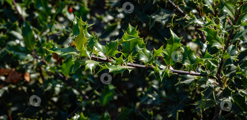 Скачать Рождественский куст остролиста ilex aquifolium. Размытый фон. Крупный план. Общественный ландшафтный парк "Краснодар" или "Парк Галицкого". Концепция природы для дизайна. Солнечный осенний день 2020 фотосток Ozero