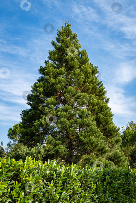 Скачать Гигантский секвойадендрон (Giant sequoia) в городском парке Краснодара. Крупный план. Зеленая листва молодого дерева Гигантский секвойадендрон на фоне голубого неба. Солнечная осень 2020 фотосток Ozero