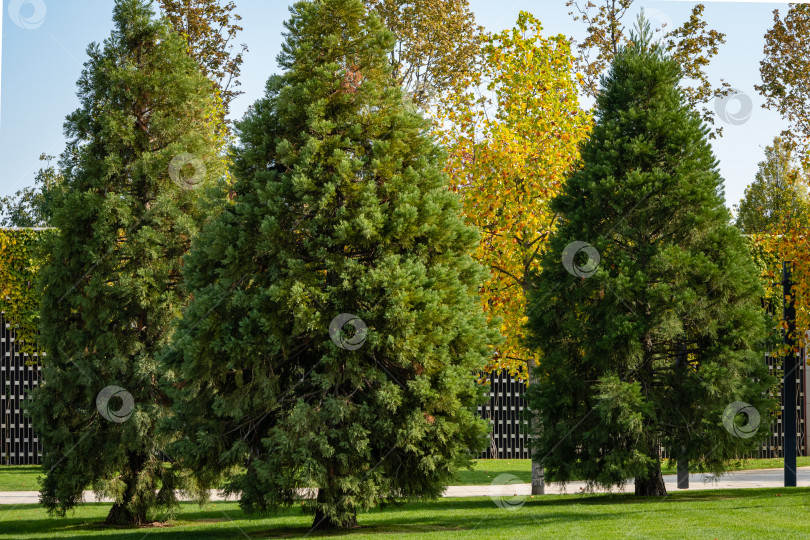 Скачать Гигантский секвойадендрон (Giant sequoia или гигантская секвойя-гигант) в городском парке Краснодара. Крупный план. Три молодых деревца гигантского секвойадендрона растут на зеленой лужайке Галицкой площади. Солнечная осень 2020 фотосток Ozero