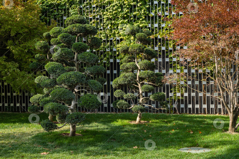 Скачать Два дерева бонсай Ilex Crenata (японский остролист бонсай) в стиле ниваки на фоне декоративной стены. Стилизованный японский дворик Общественный ландшафтный городской парк Краснодара или "Галицкий" для прогулок и отдыха фотосток Ozero