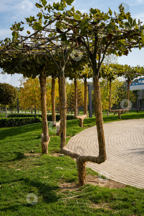 Скачать Стволы лондонского платана (Platanus acerifolia) имеют форму скамейки. Общественный ландшафтный парк Краснодара. Галицкий парк для отдыха и прогулок. Солнечный осенний день. фотосток Ozero