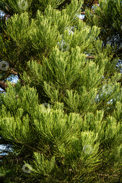 Скачать Красивые зеленые листья Sequoiadendron giganteum (гигантской секвойи или гигантского красного дерева) в городском парке Краснодара. Крупный план. Общественный ландшафтный парк Краснодара или парк Галицкого. Солнечная осень 2020 года. фотосток Ozero