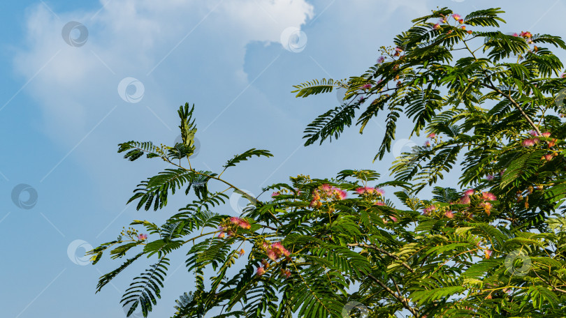Скачать Розовые пушистые цветы на ветке персидского шелкового дерева (Albizia julibrissin) на фоне голубого летнего неба. Крупный план. Японская акация или розовое шелковое дерево семейства Fabaceae. Концепция природы для дизайна. фотосток Ozero